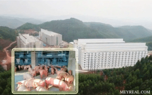 căn hộ nuôi lợn/heo